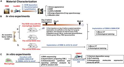 Macrophage-Mediated Bone Formation in Scaffolds Modified With MSC-Derived Extracellular Matrix Is Dependent on the Migration Inhibitory Factor Signaling Pathway
